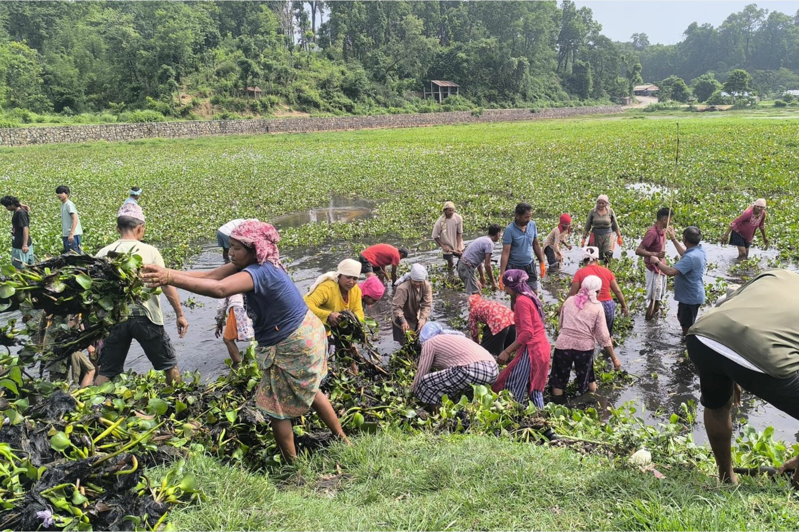 टरुवा ताल संरक्षणका लागि जलकुम्भी हटाइँदै
