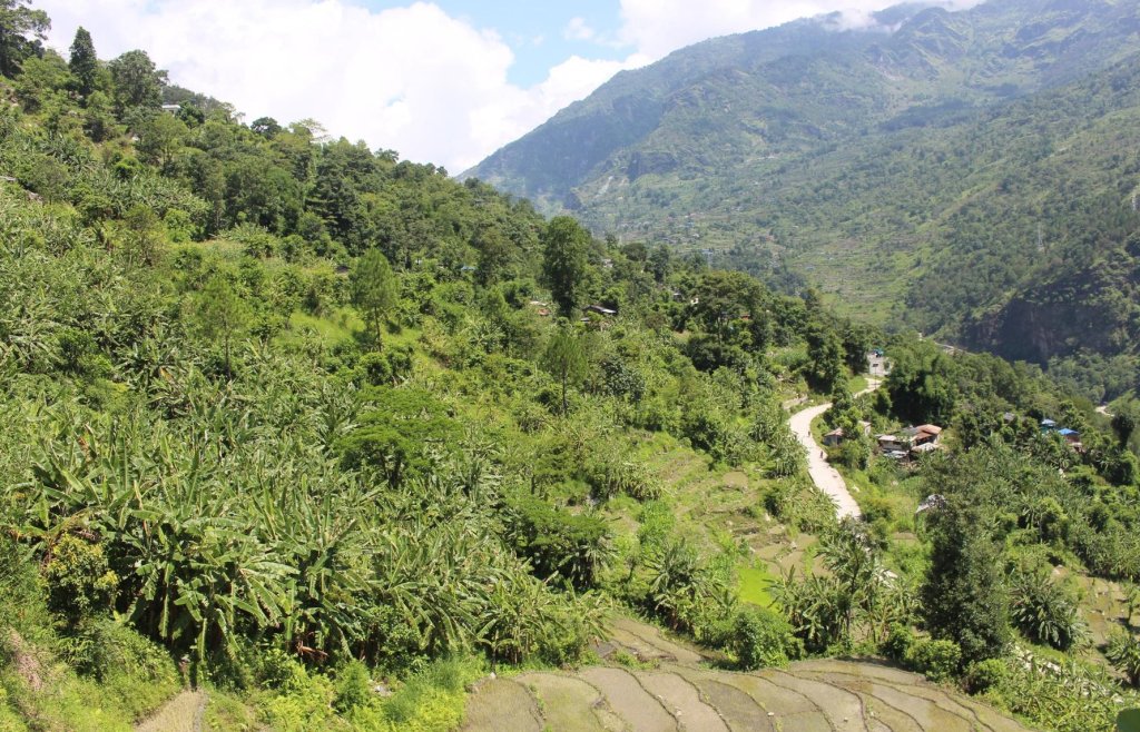 पाखाबारीमा लोभलाग्दो केराखेती : १५ लाखसम्म आम्दानी