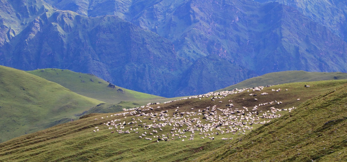 बुकीपाटनका भेडीगोठ : पर्यटकको मन लोभ्याउने हिमाली सुन्दरता