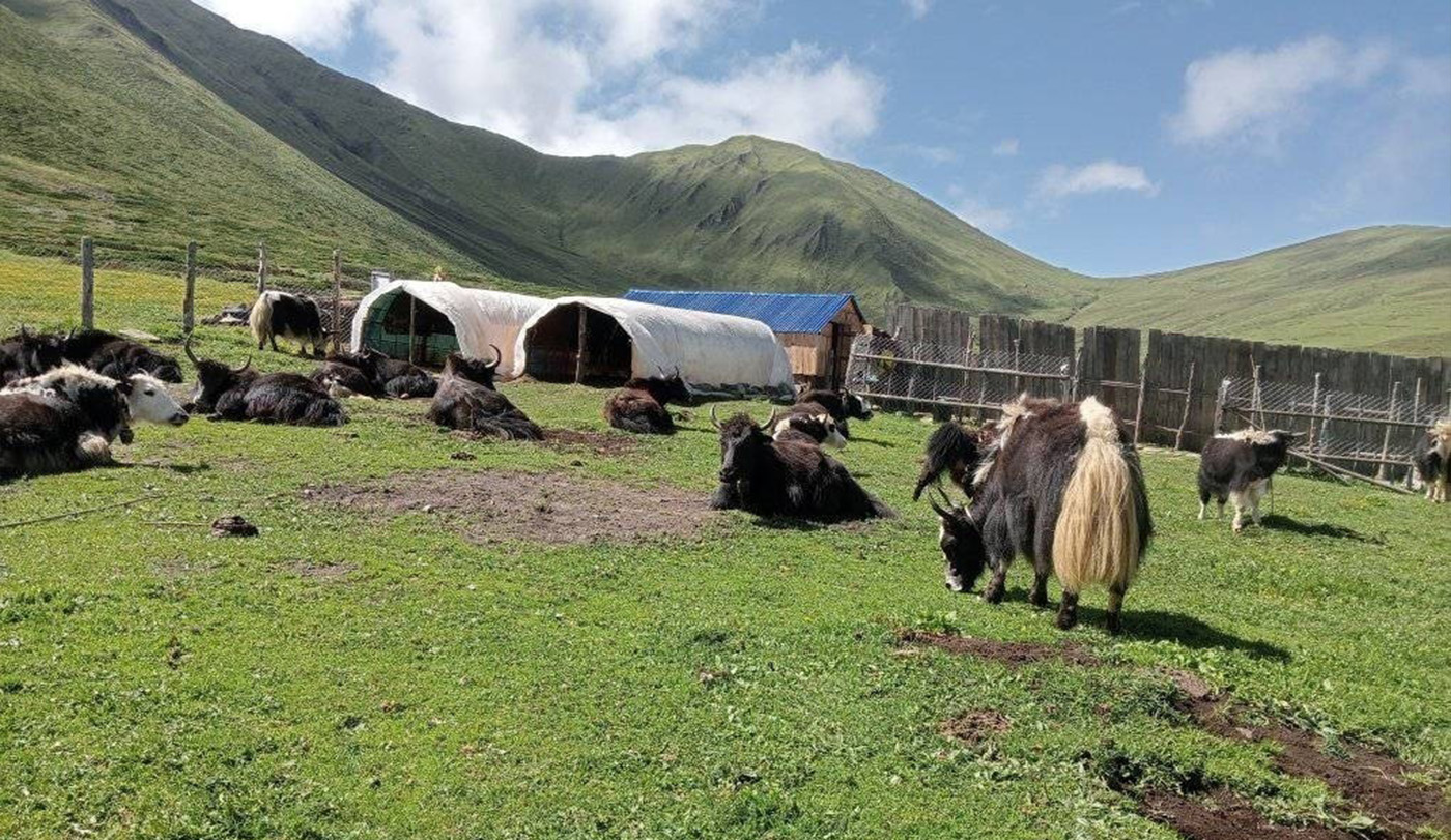 मार्चे लेकमा याक र चौँरीको रगत पिउने मेला सुरु