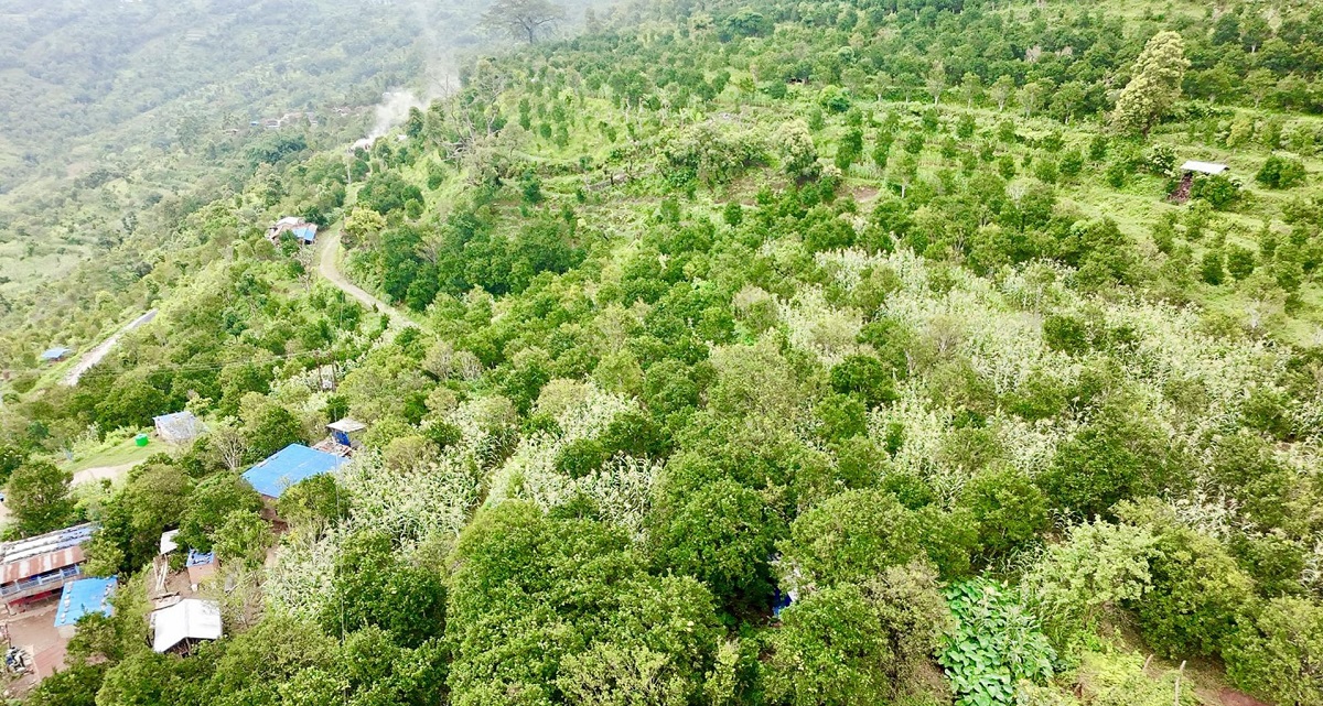 एक सय ५७ रोपनीमा सुन्तलाखेती विस्तार