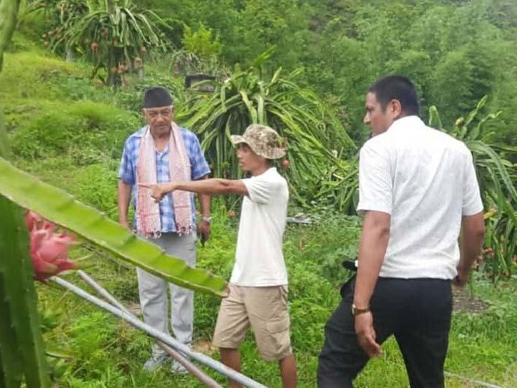 विदेशबाट फर्किएर ‘ड्रागन फ्रुट’ को व्यावसायिक खेतीमा रमाउँदै हौँचुरका सरोज
