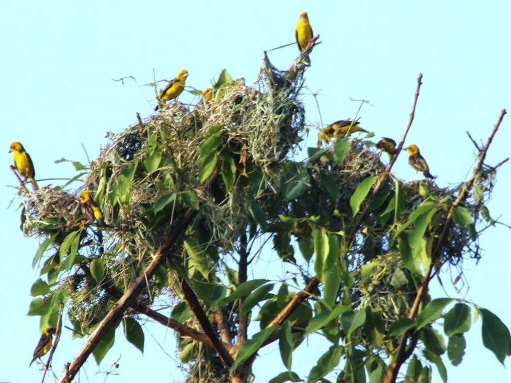 शुक्लाफाँटा राष्ट्रिय निकुञ्जमा दुर्लभ सुनौलो तोप चराको संख्या घट्यो