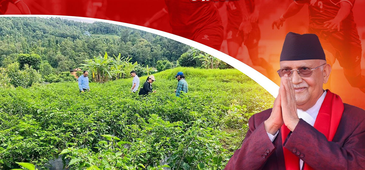 चक्लाबन्दी बनाएर पर्वत र बाग्लुङमा फलफूल खेती सुरु : प्रधानमन्त्री ओली