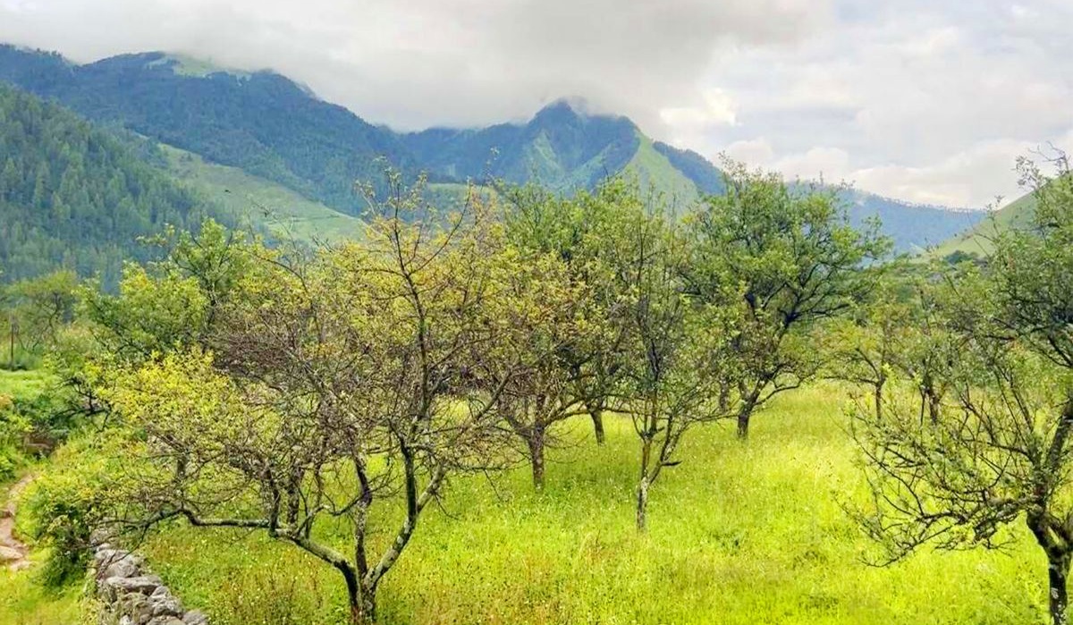 ढोरपाटन र निसेलढोरमा स्याउ नफल्दा किसान चिन्तित