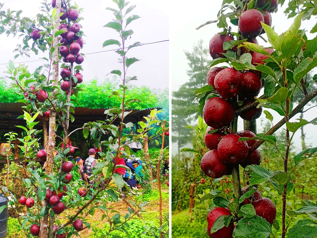 मुस्ताङमा स्याउ टिप्ने कार्यतालिका सार्वजनिक