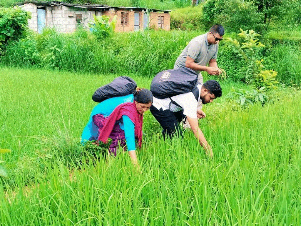 जेठो बुढो धानमा ‘ब्लाष्ट’ रोग देखियो