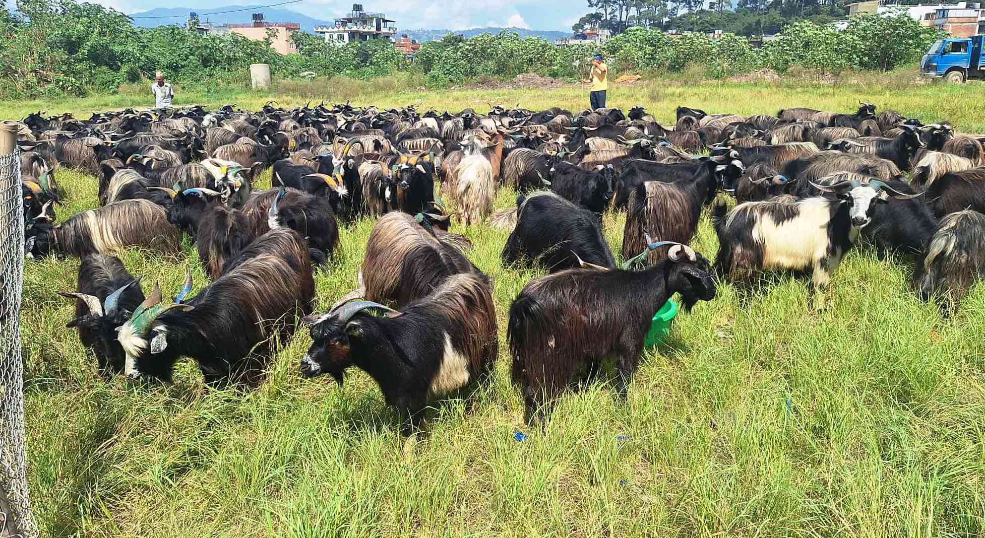 मूल्य वृद्धि भएसँगै बागलुङमा मुस्ताङी च्याङ्ग्राको आयात घट्यो