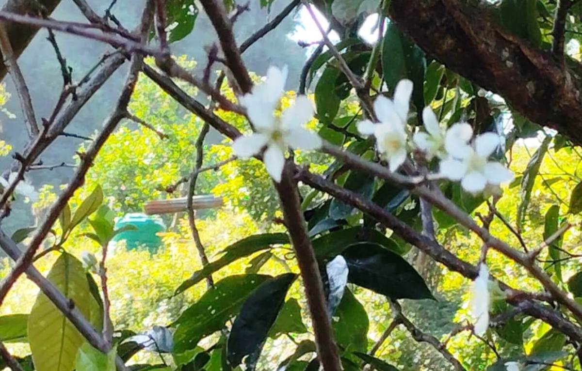 चैतमा फुल्ने ‘पलम’ असोजमै फुल्यो