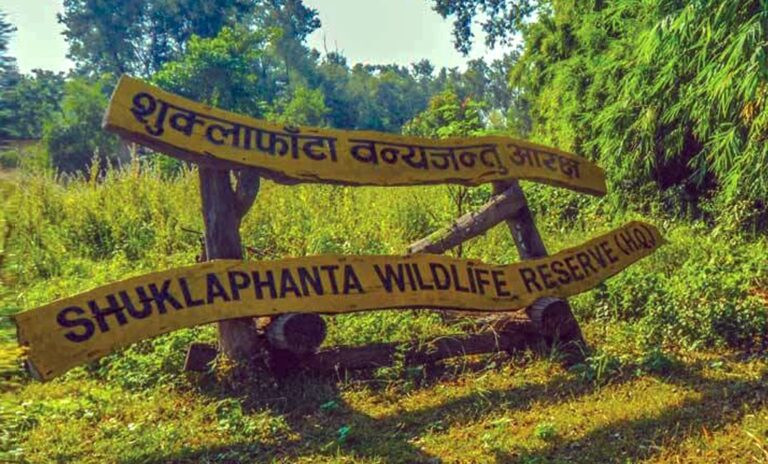 शुक्लाफाँटामा सुनौलो तोपचराको गणना सुरु