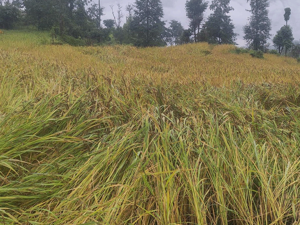 चैते धानको समर्थन मूल्य तोक्न अध्ययन सुरु