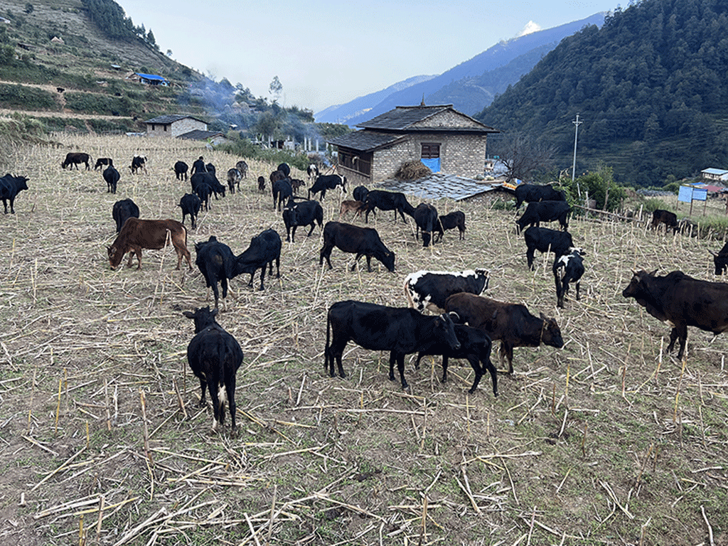 गोठाला बेँसी झरेपछि भल्कोटमा बढ्यो चहलपहल