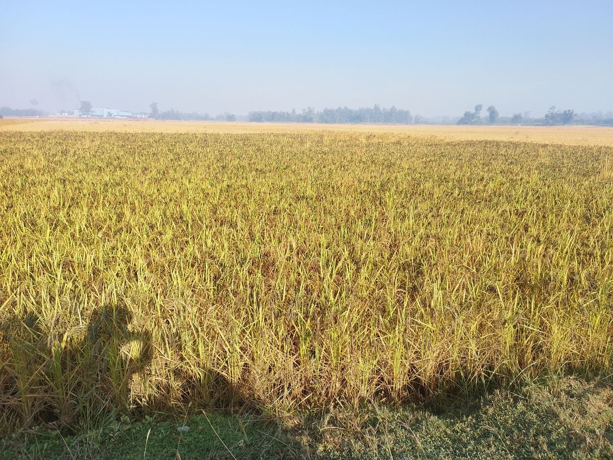 कालानमक धान लोप हुँदै