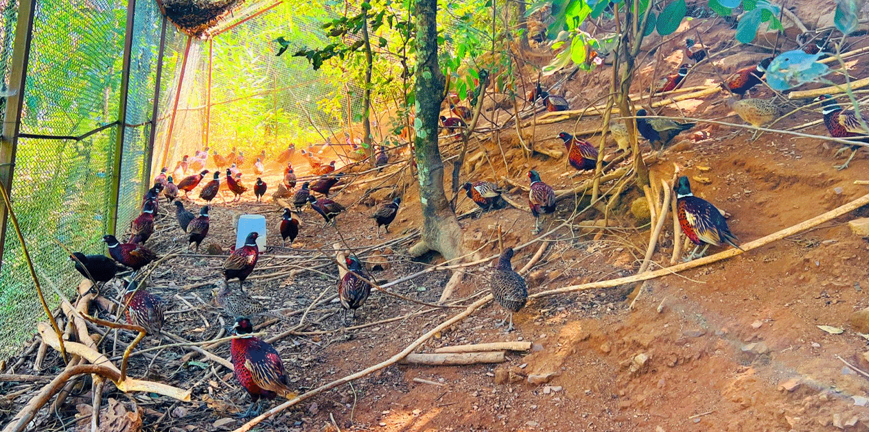 रहरले बनायो उद्यमी: कँडेलको वनकुखुरा पालनमा ५० लाख लगानी
