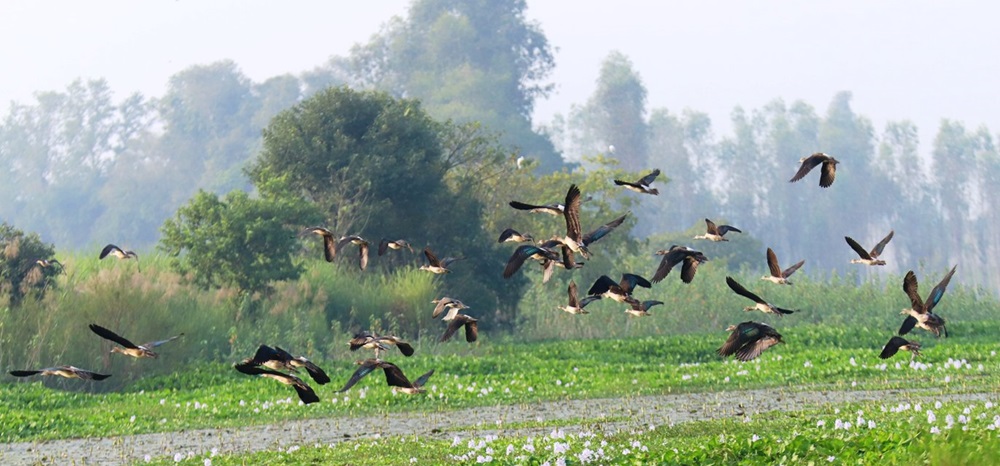 गुल्मीमा ३५५ प्रजातिका चरा