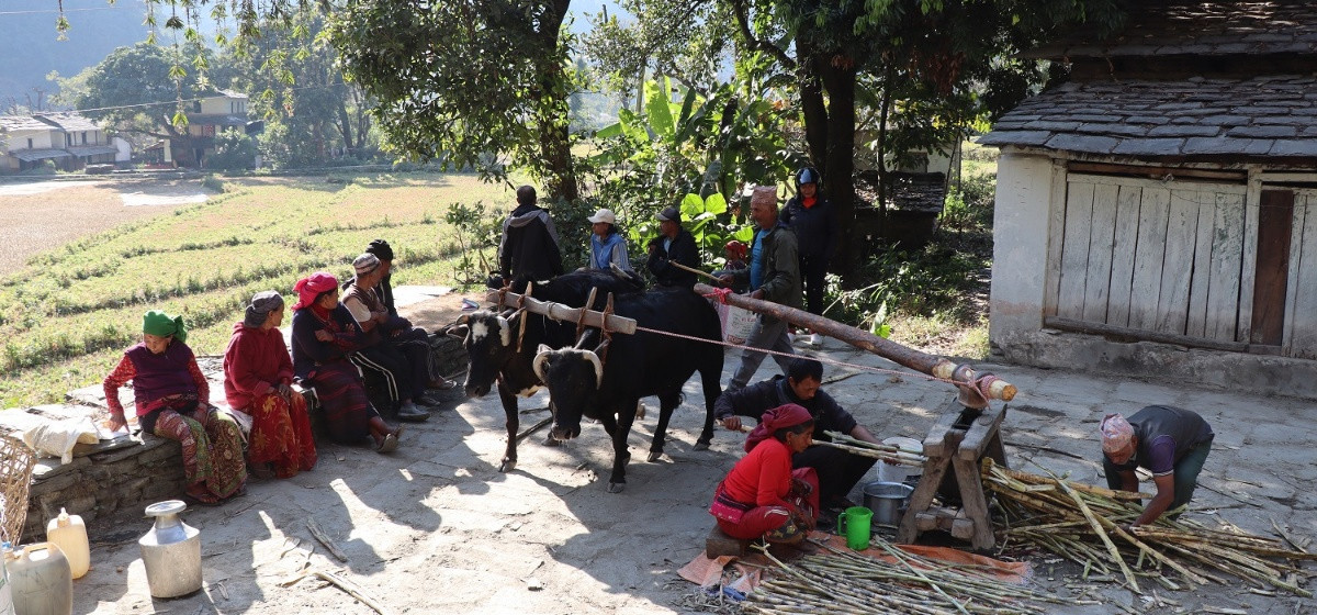 सय वर्षदेखि गोरुले घुमाउने पुरानो कोलमा उखु पेल्दै किसान