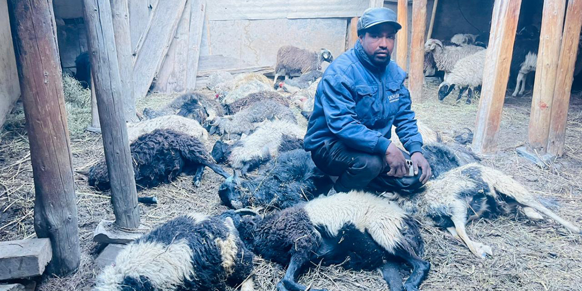 मुस्ताङमा हिउँ चितुवाको आक्रमणबाट १९ भेडा मरे