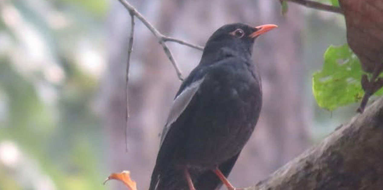 पहाडी वनको ‘मदना चाँचर’ शुक्लाफाँटामा