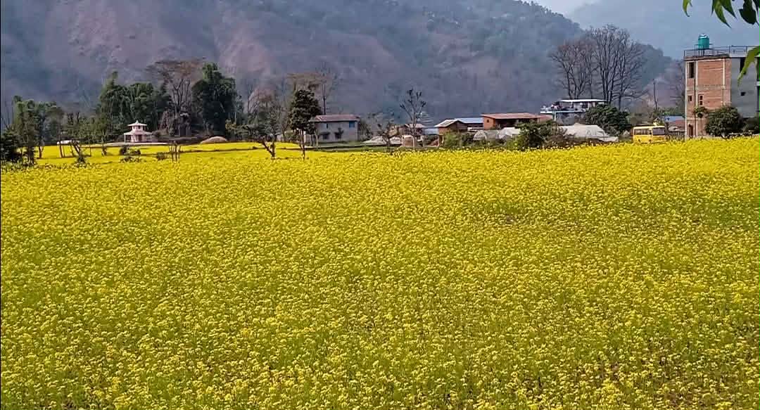 फलेवासमा गहुँ र तोरीको बीउ उत्पादन हुँदै
