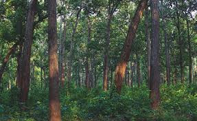 कार्यविधि खारेज भएपछि नीतिगत अन्यौलमा सुदूरपश्चिमका वन