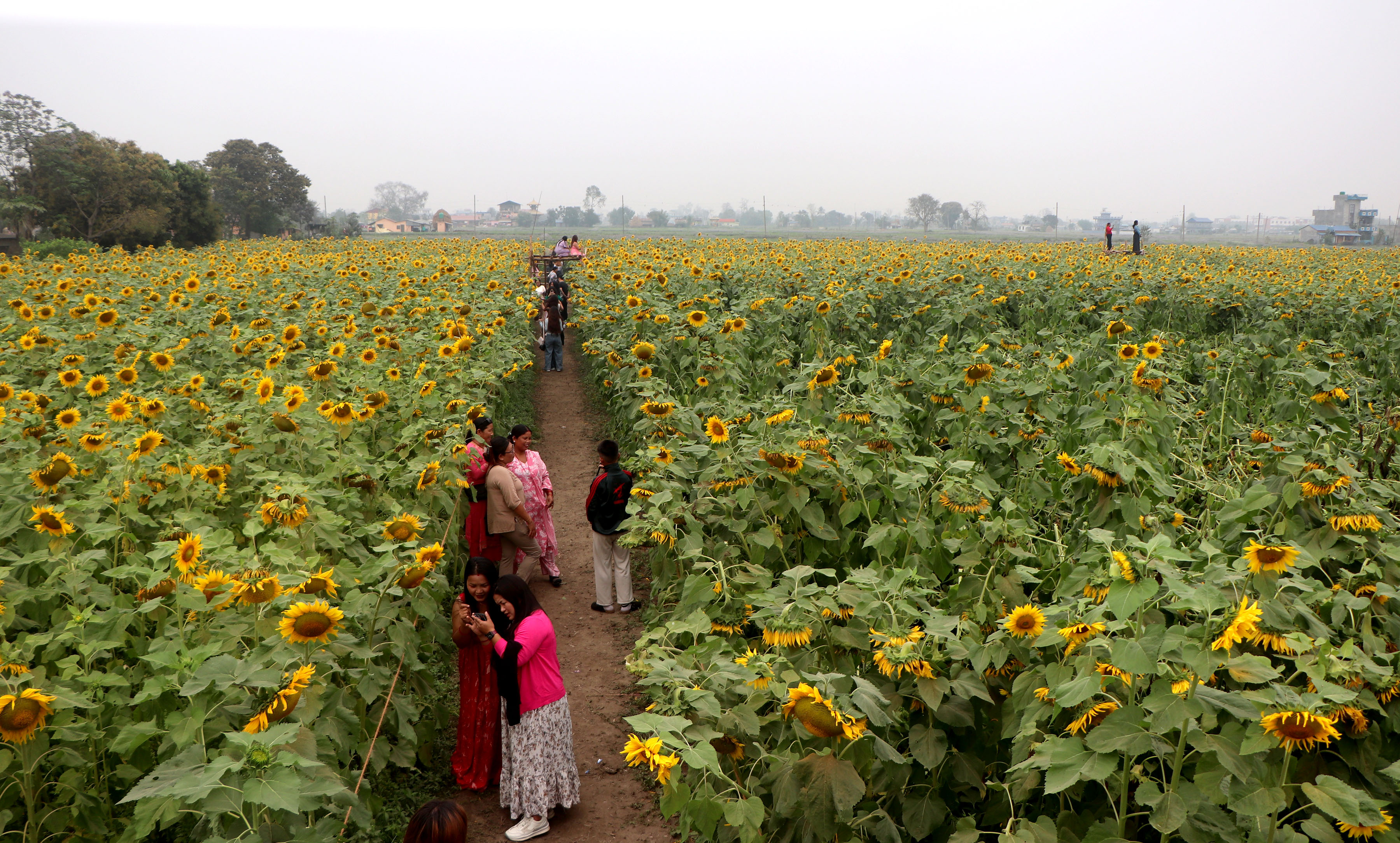 सूर्यमुखी बगानले बढायो कृषि पर्यटन