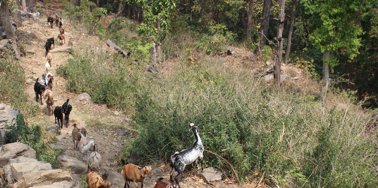 परम्परागत बाख्रापालनमै निर्भर