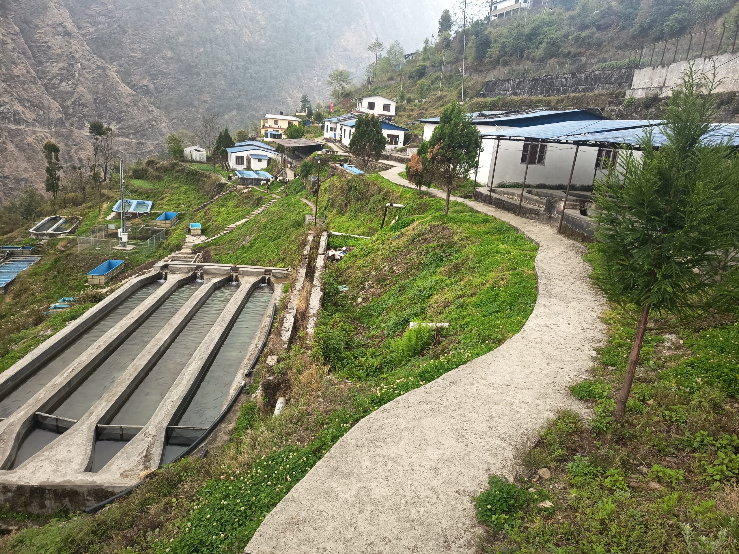रेन्वो ट्राउट माछापालनका लागि वैज्ञानिक केन्द्र बन्दै रसुवा