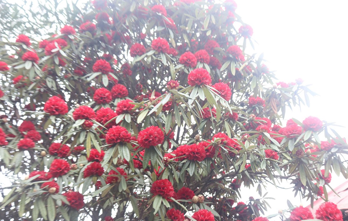 नयाँ वर्षमा घुम्टेमा ‘गुराँस उत्सव’
