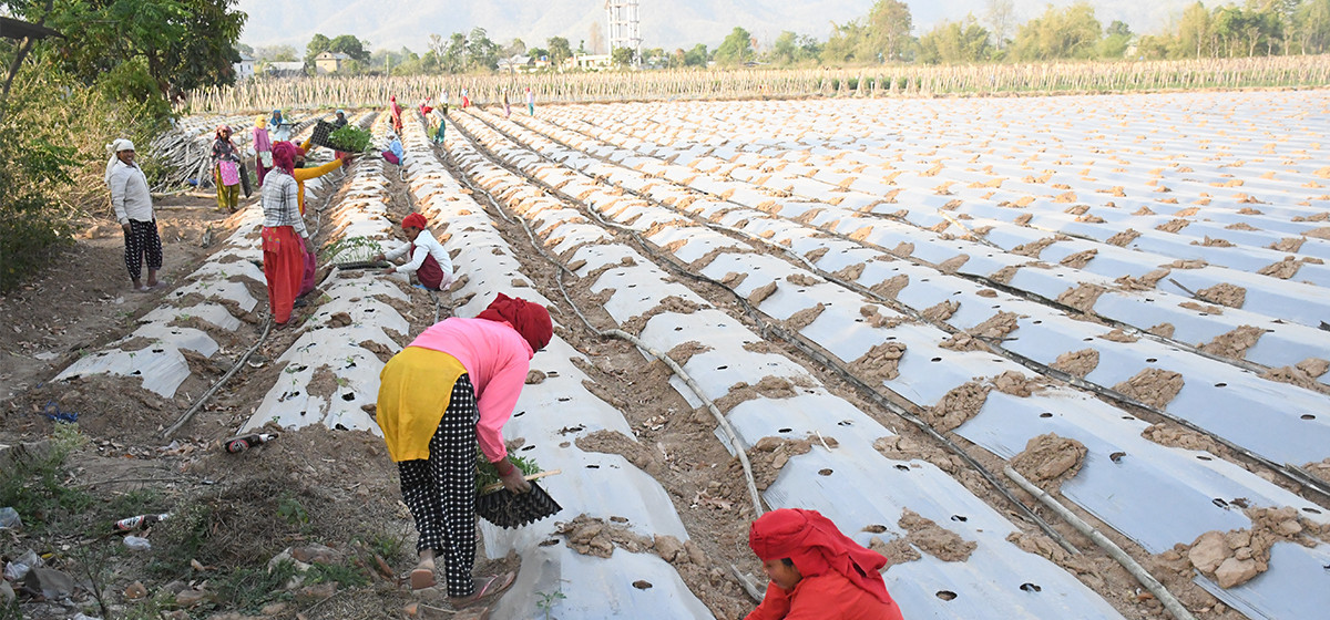 कृषि फार्मले स्थानीय ४० जनालाई रोजगारी