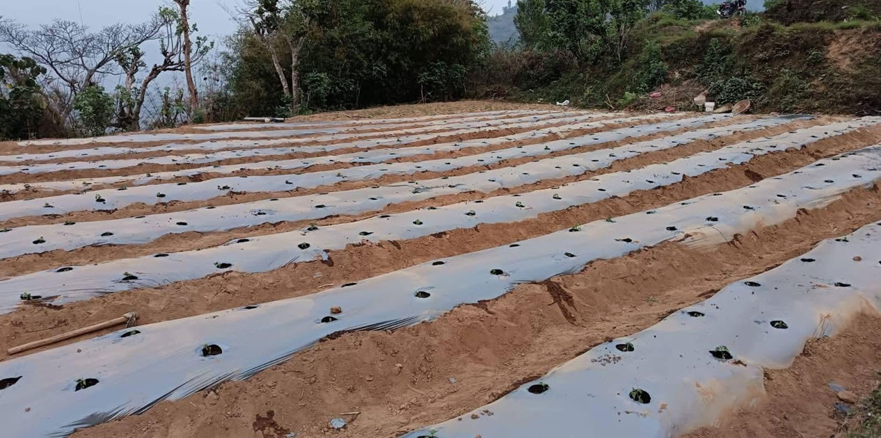 झाडी फाडेर व्यावसायिक अकबरे खुर्सानी खेती, १० लाख आम्दानी गर्ने लक्ष्य