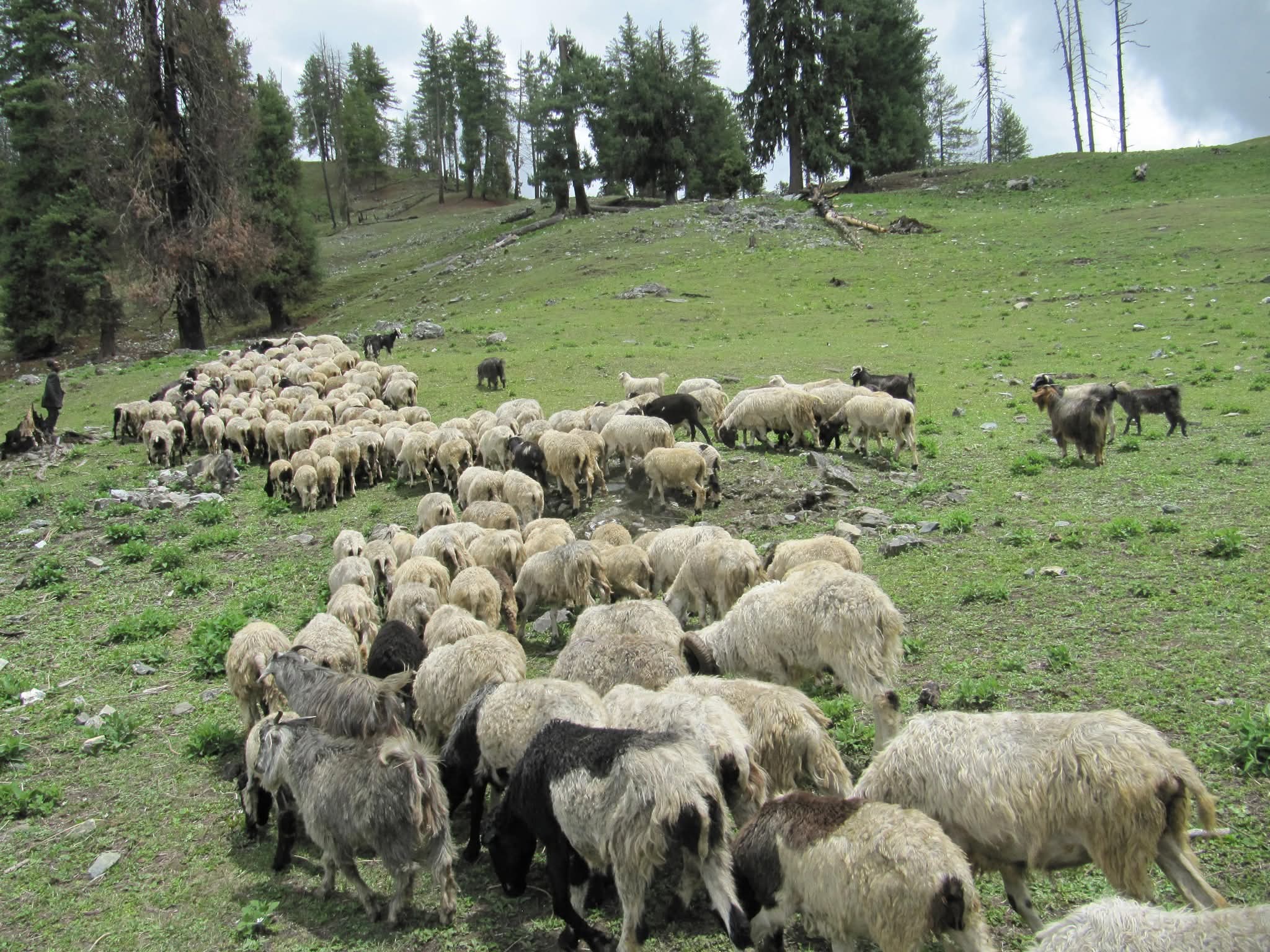 मुगुमा खसीको मूल्य घट्दा भेडापालक किसान निराश