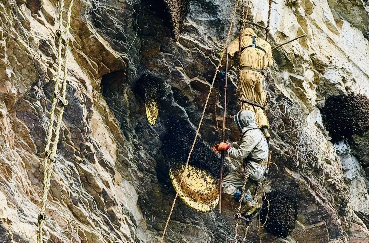 अक्करे भिरमा साहसिक मह सिकार, पुस्तौँदेखिको परम्परा जीवित