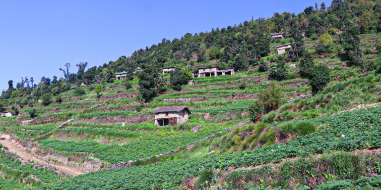 विकास पर्खाइमा मुठाचौर