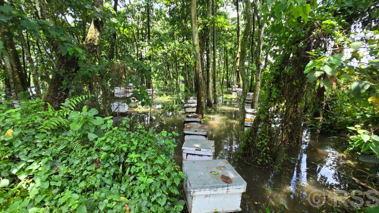 अविरल वर्षाको असर मौरीपालनमाः चरन क्षेत्रका मौरीघार बगायो