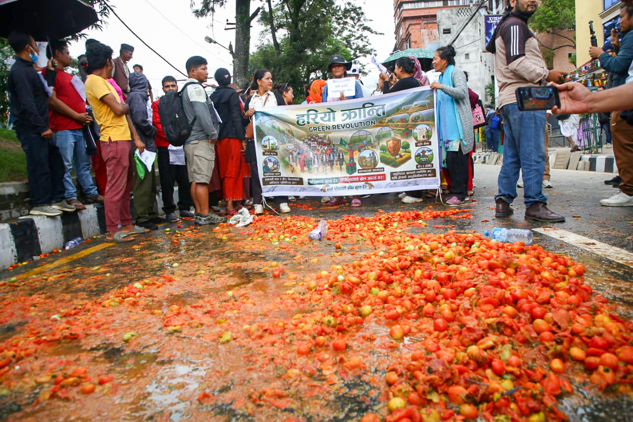 माइतीघरमा टमाटर किसानको आन्दोलनपछि कृषि मन्त्री चौधरीको पहल, कालीमाटीबाट उपत्यका बाहिर ढुवानी सुरु