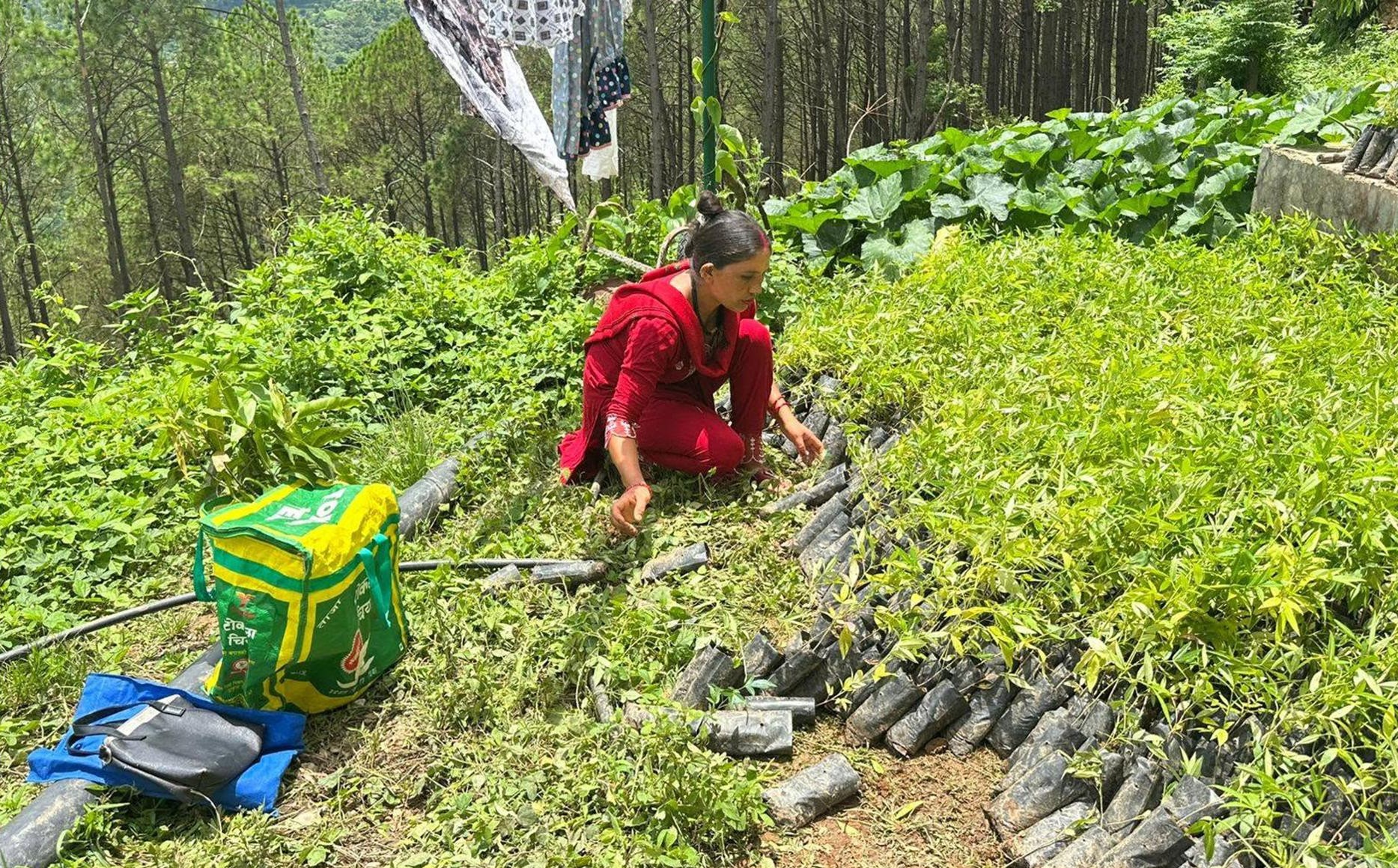 वन्यजन्तुले खोस्यो अन्न, टिमुरले जगायो भरोसा