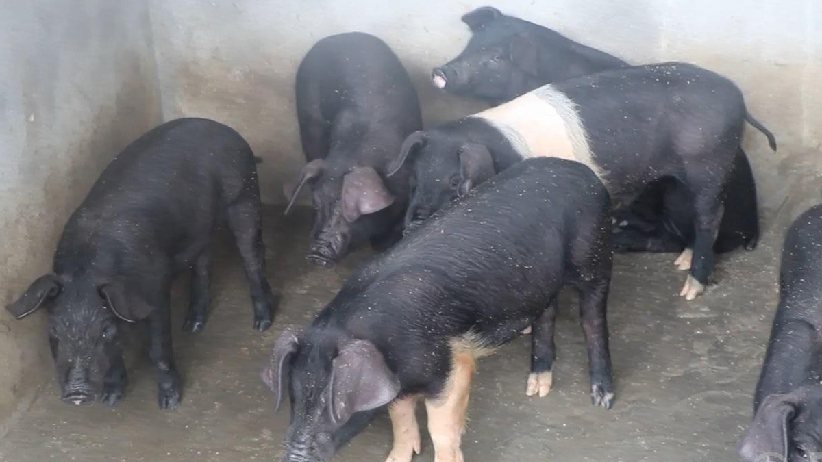 महिलालाई आत्मनिर्भर बनाउन बङ्गुर पालनमा अनुदान