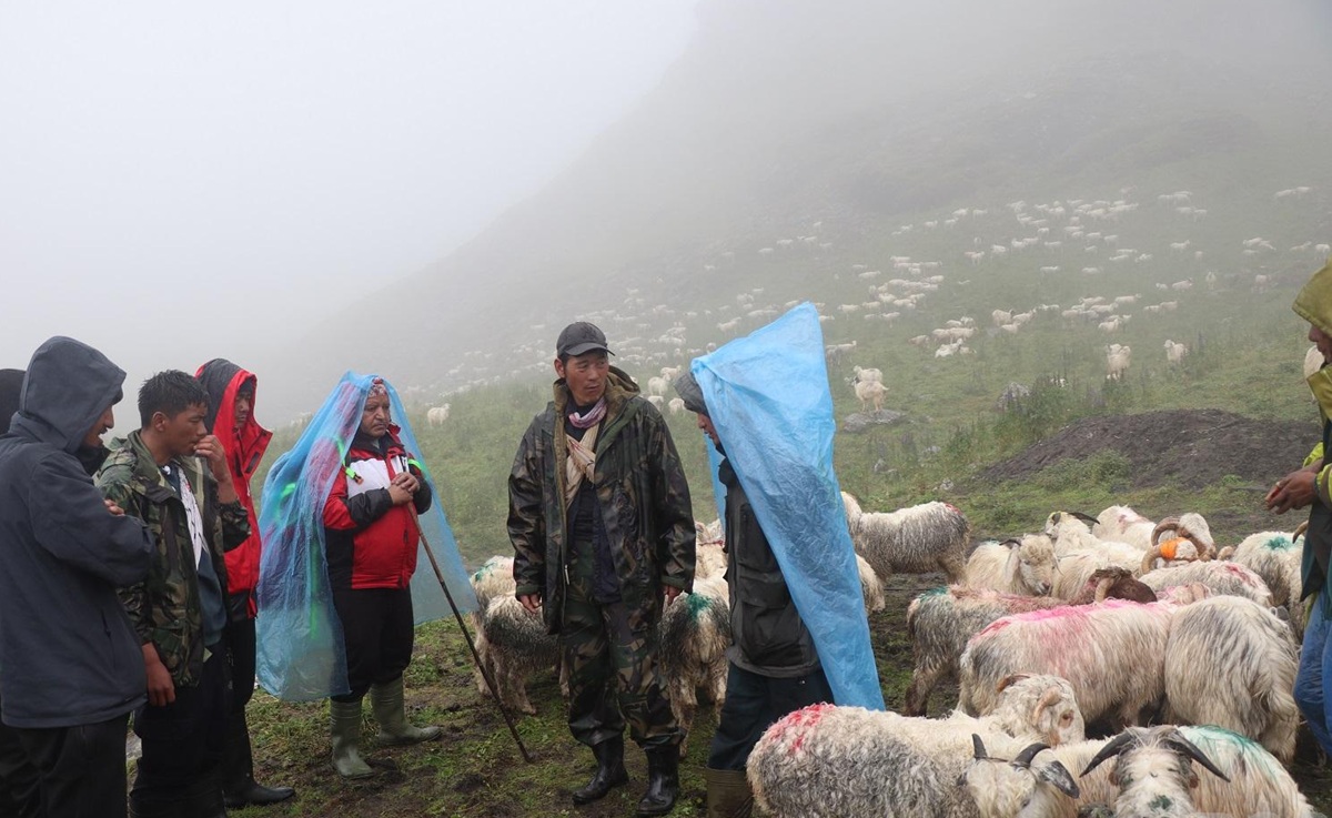 विदेशबाट फर्किएका युवा भेडापालनमा