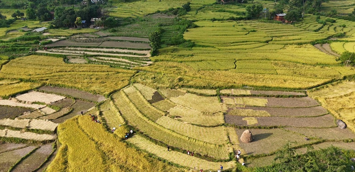 दसैँ एकातिर, धान भित्र्याउने चटारो अर्कातिर