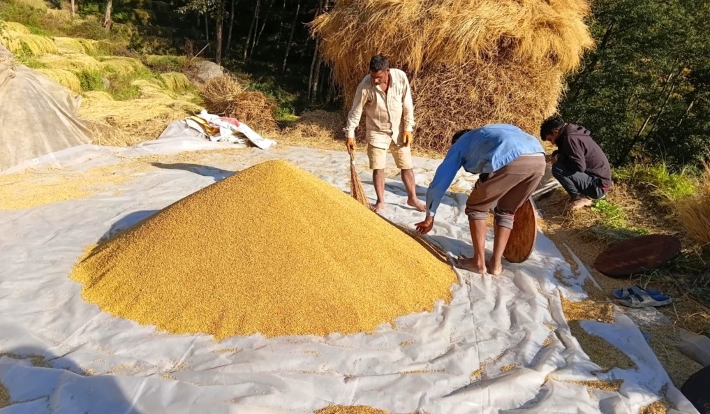 धान थन्क्याउन किसानलाई युवा जनशक्ति पाउनै मुस्किल